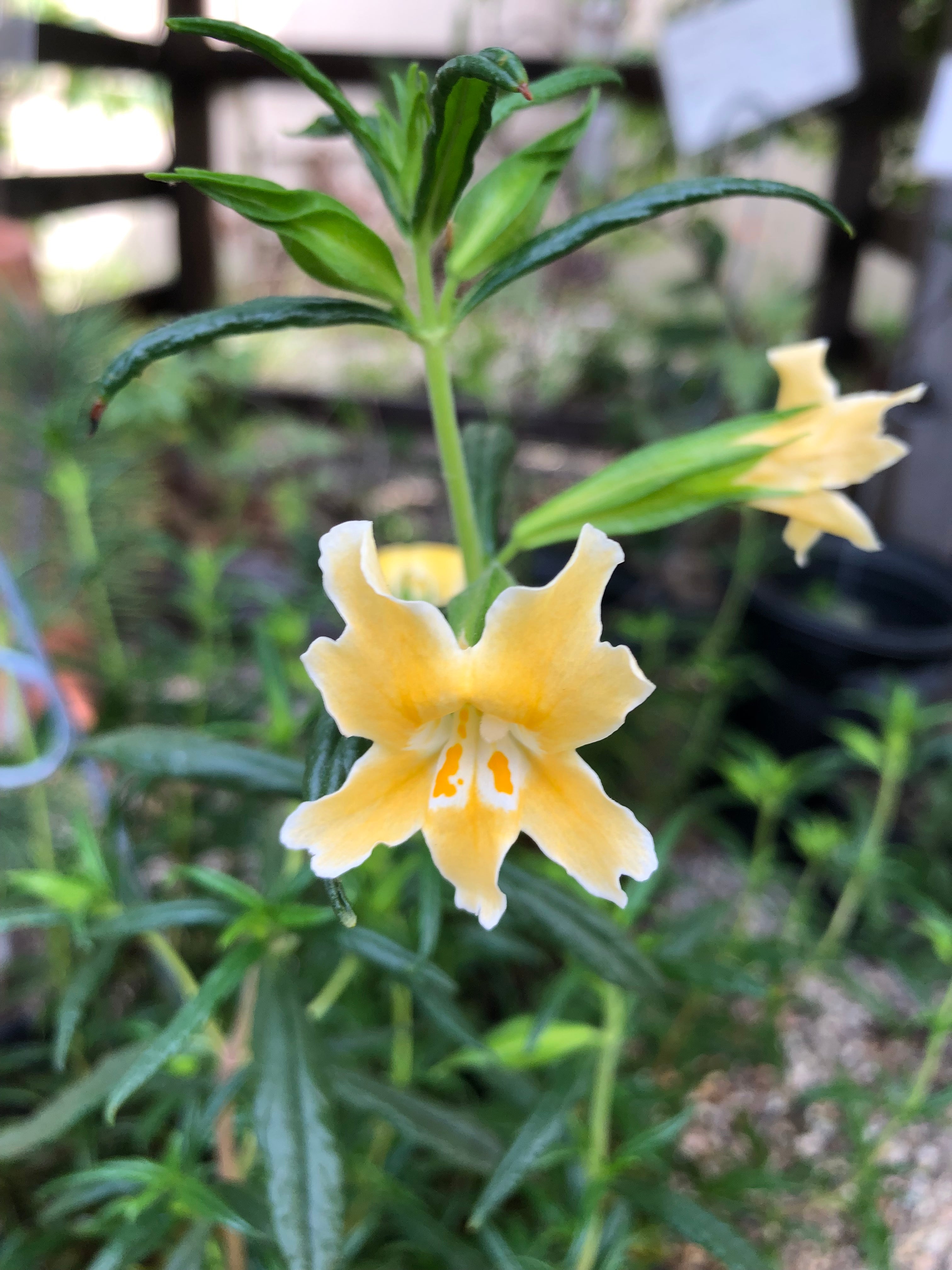 monkey lily flower Mimulus 'Eleanor'