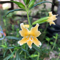 Mimulus 'Eleanor'