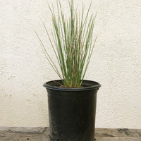 Juncus patens 'Elks Blue'