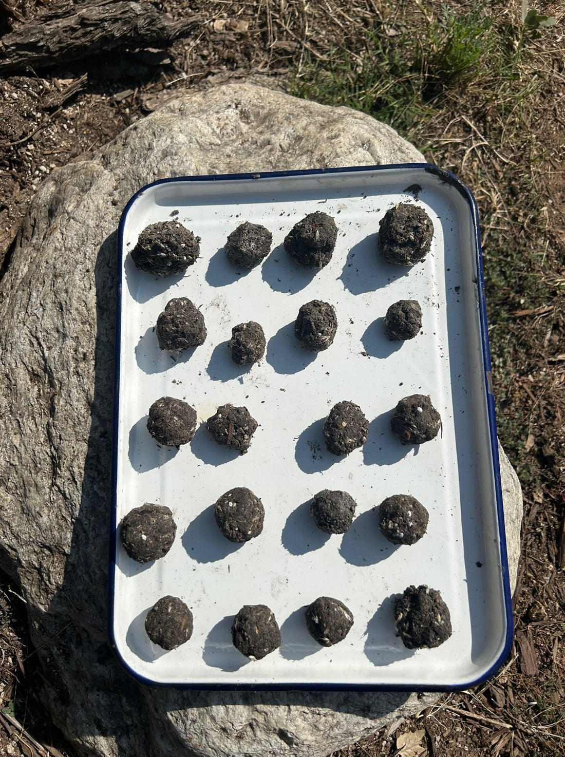 California Native Pollinator Seed Bombs drying in sun