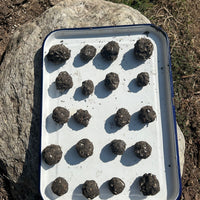 California Native Pollinator Seed Bombs drying in sun