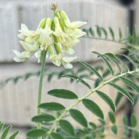 Santa Barbara Milk Vetch Flower