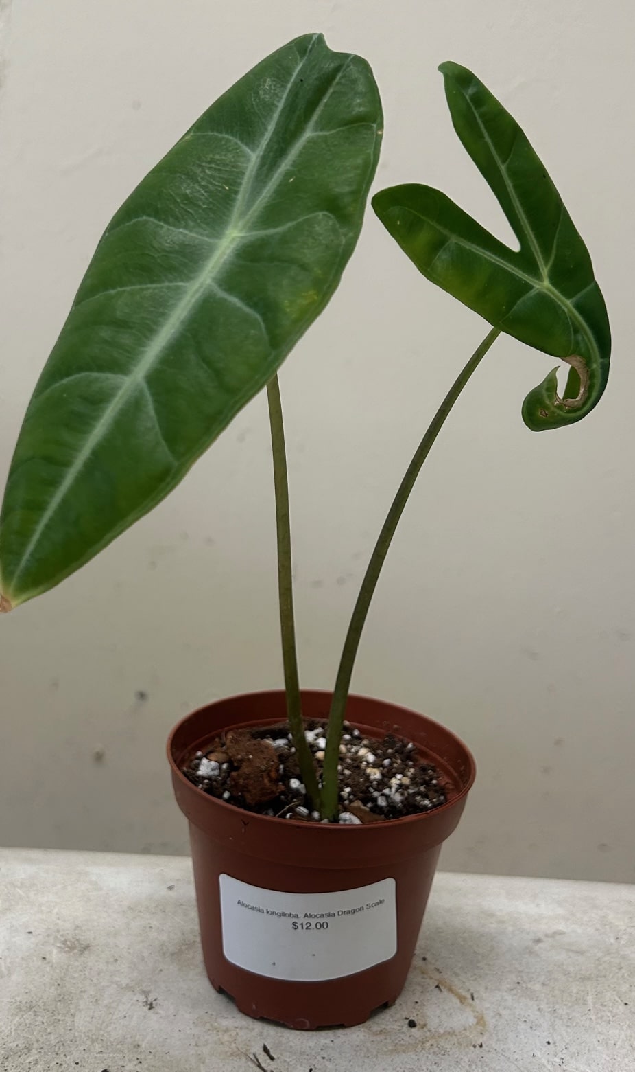 Alocasia longiloba, Alocasia Dragon Scale – Plant Material