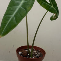 Alocasia longiloba, Alocasia Dragon Scale