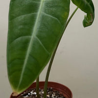 Alocasia longiloba, Alocasia Dragon Scale Leaf