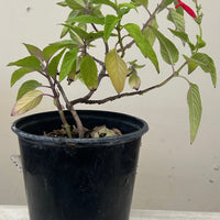 Salvia elegans, Pineapple Sage
