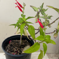 Salvia elegans, Pineapple Sage Flowers