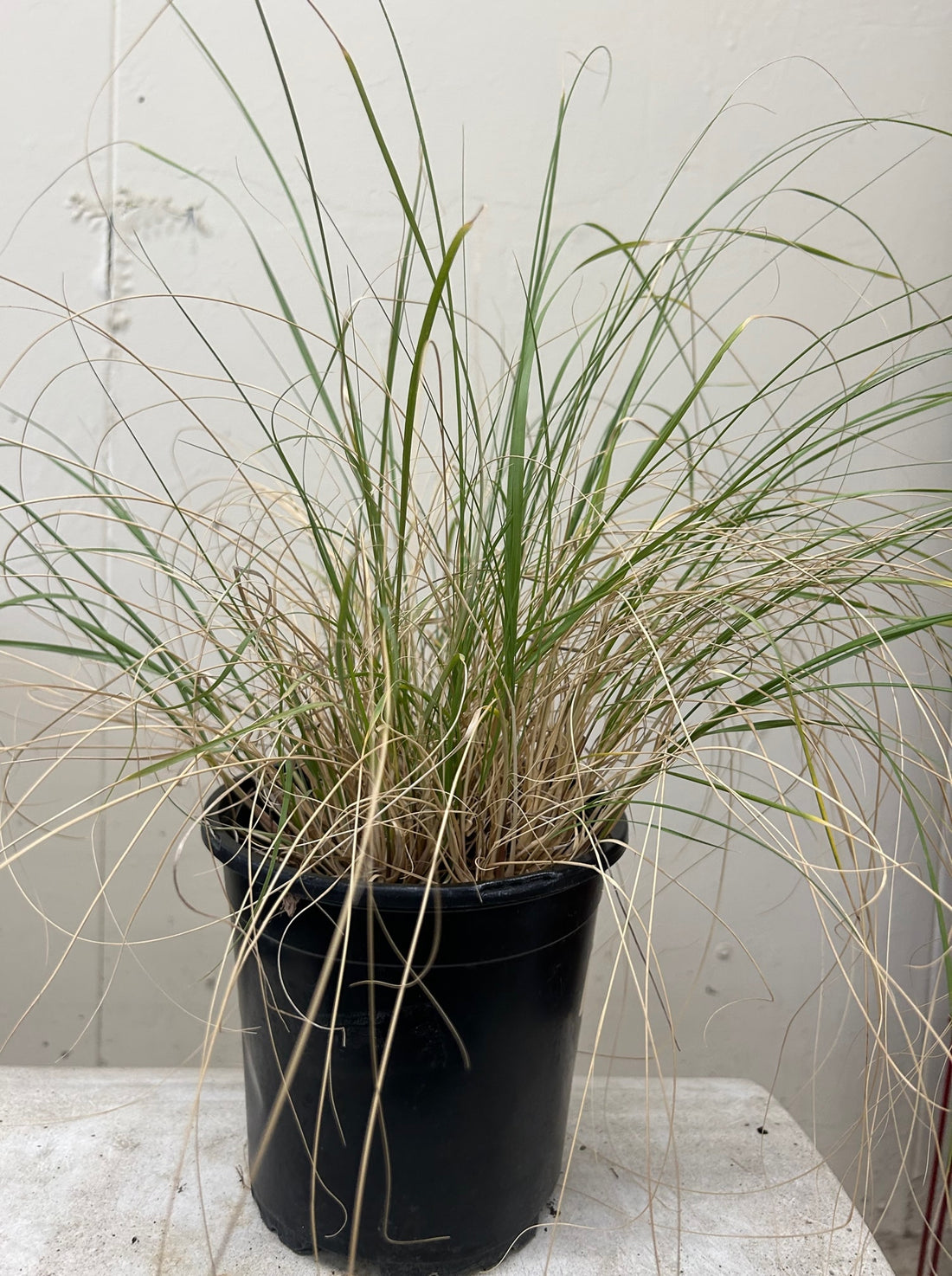 Sporobolus airoides, Alkali Sacaton
