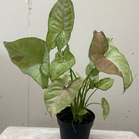 Syngonium podophyllum 'Pink Splash'