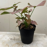 Syngonium podophyllum 'Strawberry Cream'