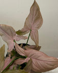 Syngonium podophyllum 'Strawberry Cream' foliage