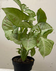 Syngonium podophyllum 'Confetti'