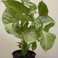 Syngonium podophyllum 'Confetti'