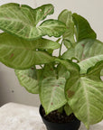Syngonium podophyllum 'Confetti' foliage