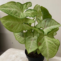 Syngonium podophyllum 'Confetti' foliage