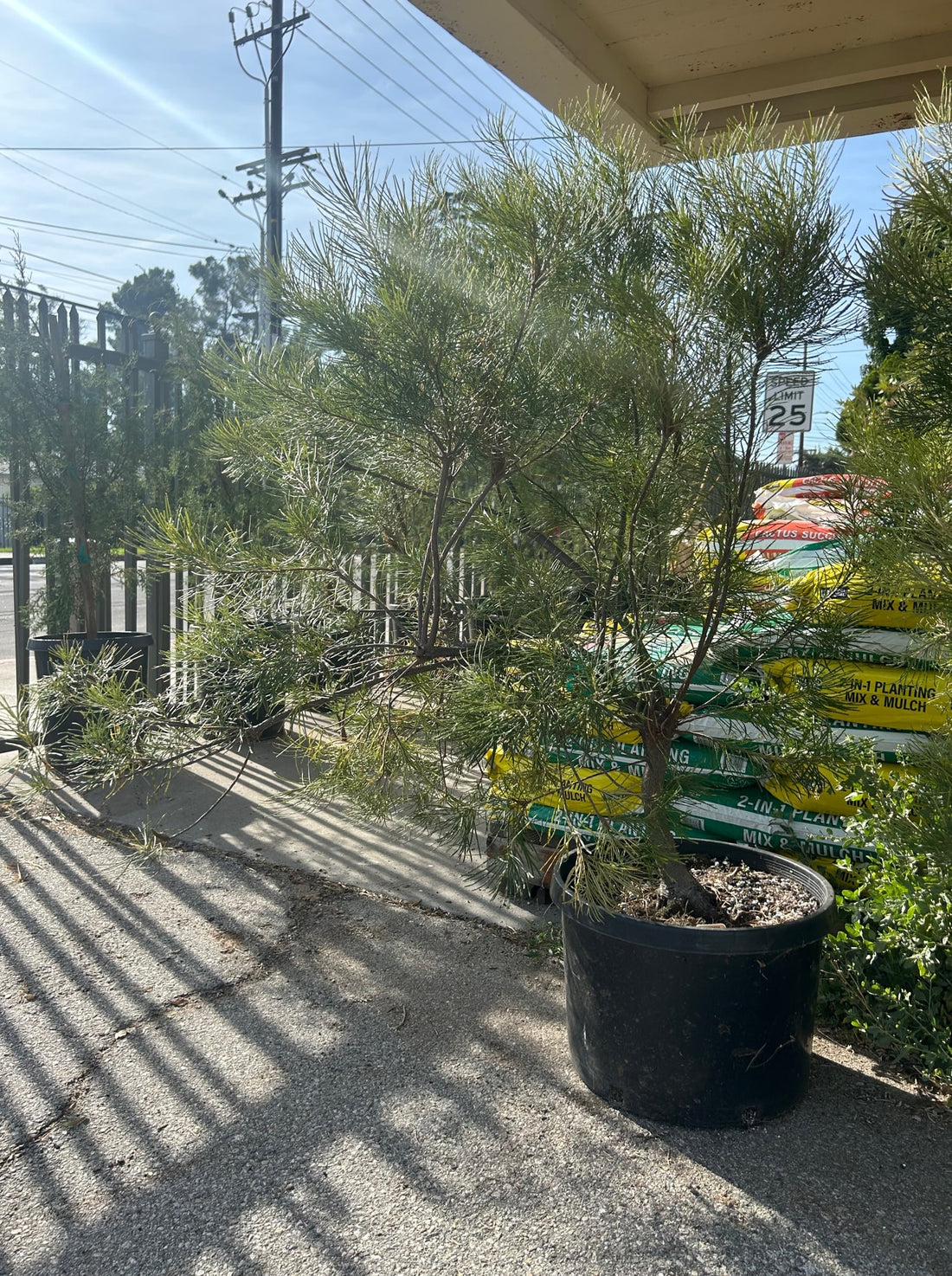 Banksia ericifolia, Heath Banksia Bonsai