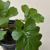 Acanthus mollis foliage