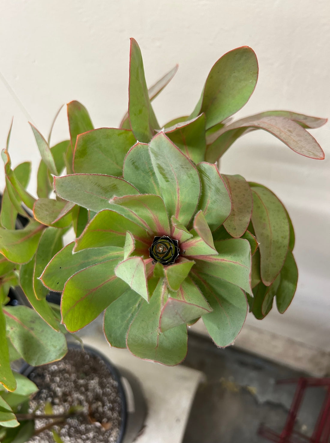 Protea Exima Foliage