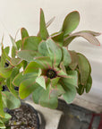 Protea Exima Foliage