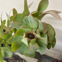 Protea Exima Foliage