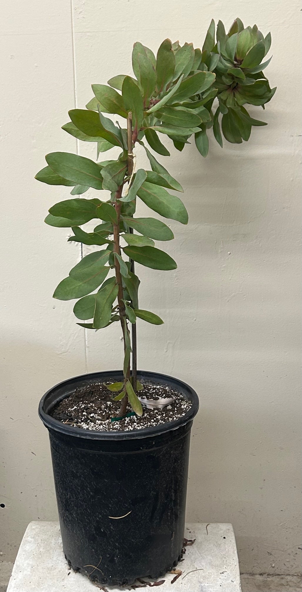 Protea Exima