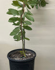 Protea Exima