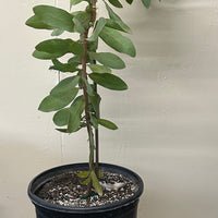 Protea Exima