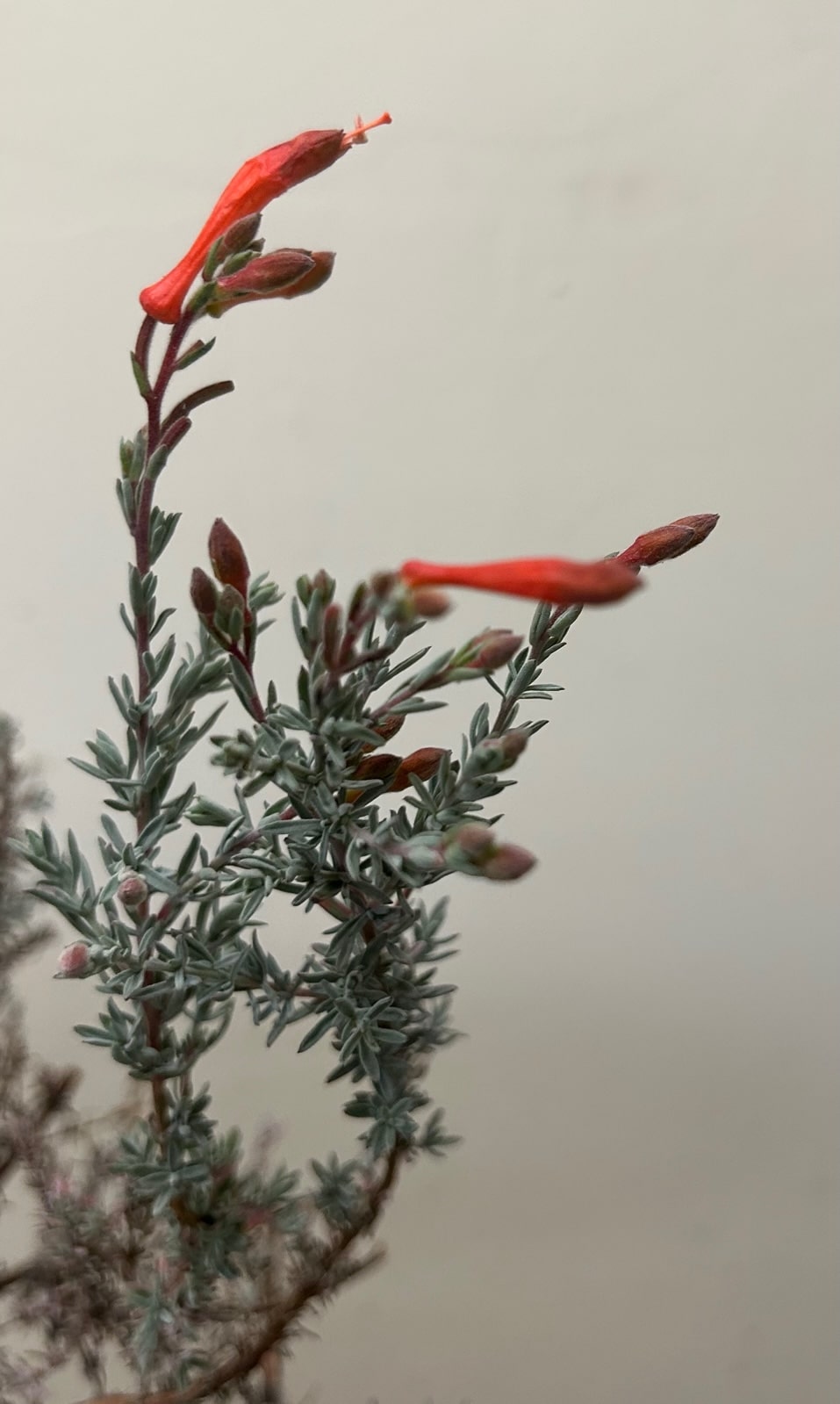 Zauschneria c. 'Chaparral Silver' Flower