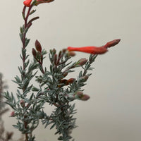 Zauschneria c. 'Chaparral Silver' Flower