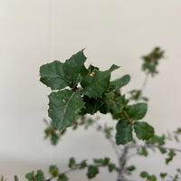 Quercus wislizenii foliage