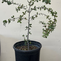Quercus wislizenii