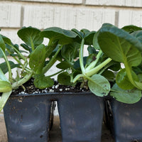 Organic Tat soi 6 pack