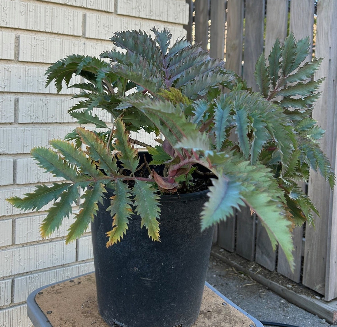 Melianthus major 'Purple Haze'