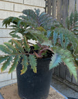 Melianthus major 'Purple Haze'
