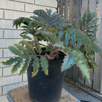Melianthus major 'Purple Haze'