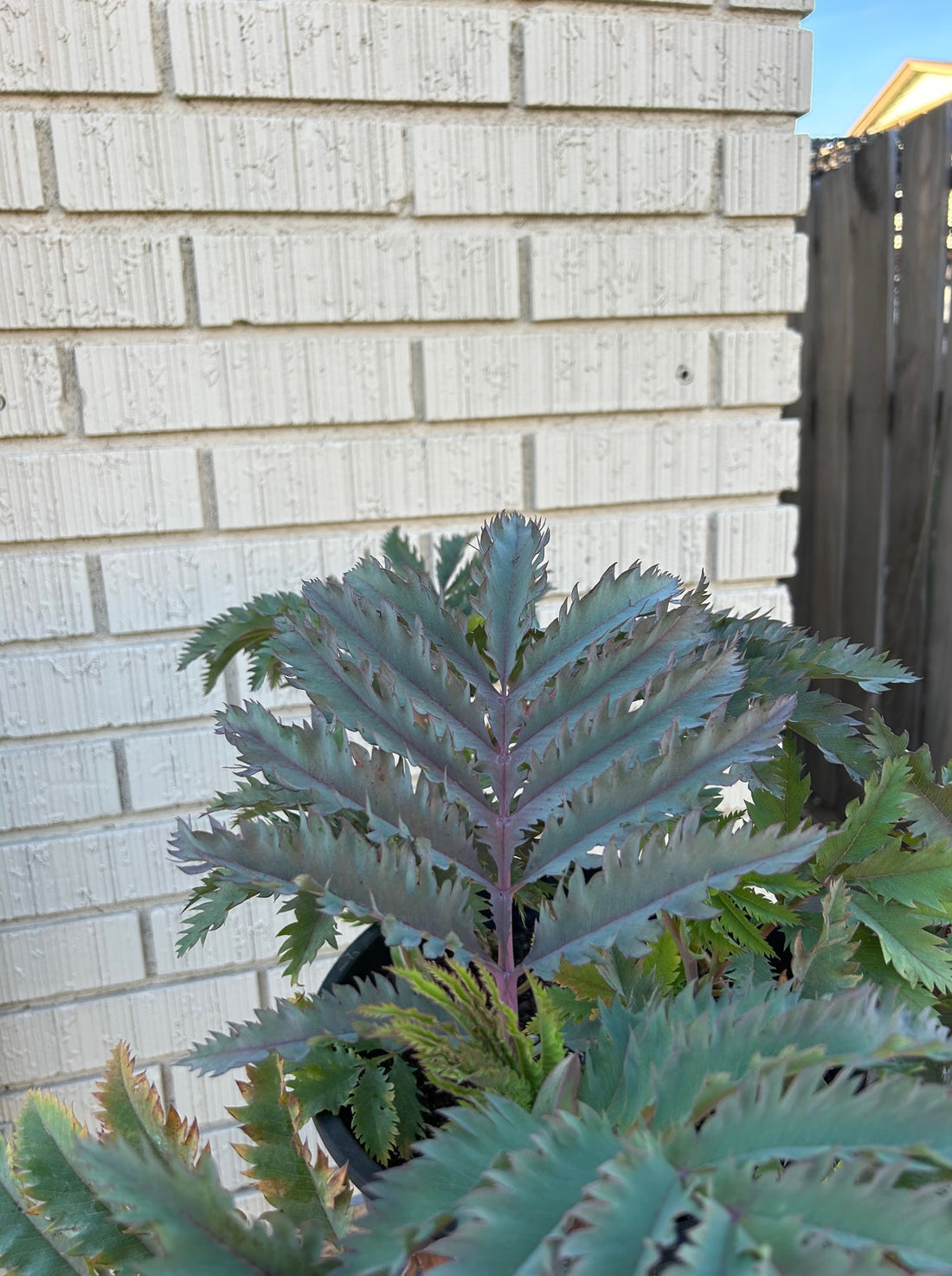 Melianthus major 'Purple Haze' foliage