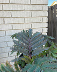 Melianthus major 'Purple Haze' foliage