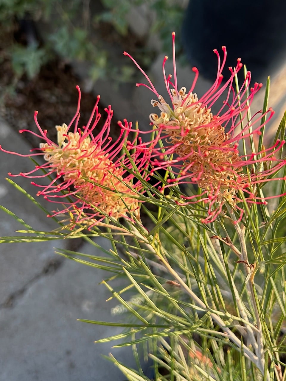 Grevillea 'Kings Rainbow'