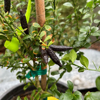 Australian Finger Lime, dwarf Fruit