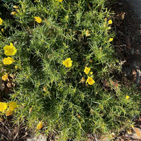 Calylophus drummondii, Sundrops