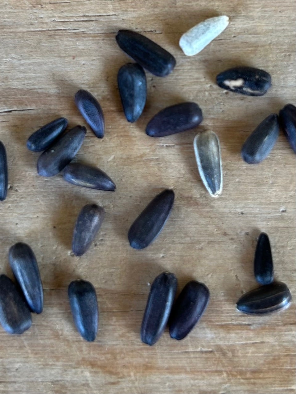 Helianthus annuus, Sunflower Seed