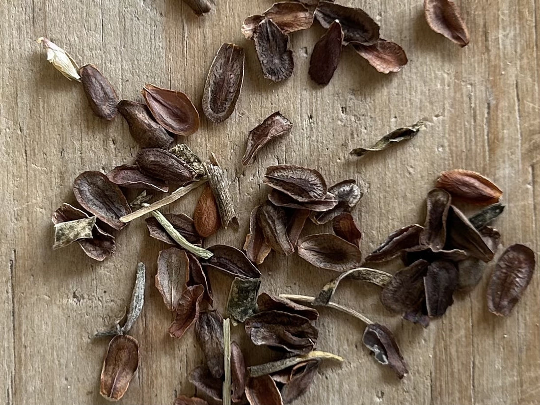 Asclepias fascicularis seeds, Narrowleaf Milkweed Seeds
