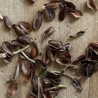 Asclepias fascicularis seeds, Narrowleaf Milkweed Seeds