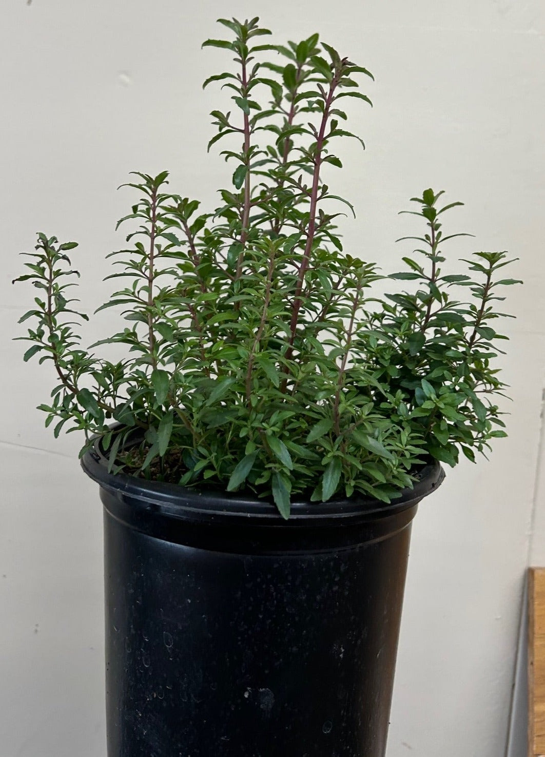 Keckiella antirrhinoides, Yellow Bush penstemon