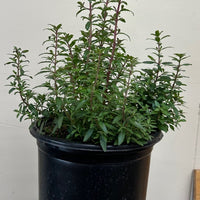 Keckiella antirrhinoides, Yellow Bush penstemon