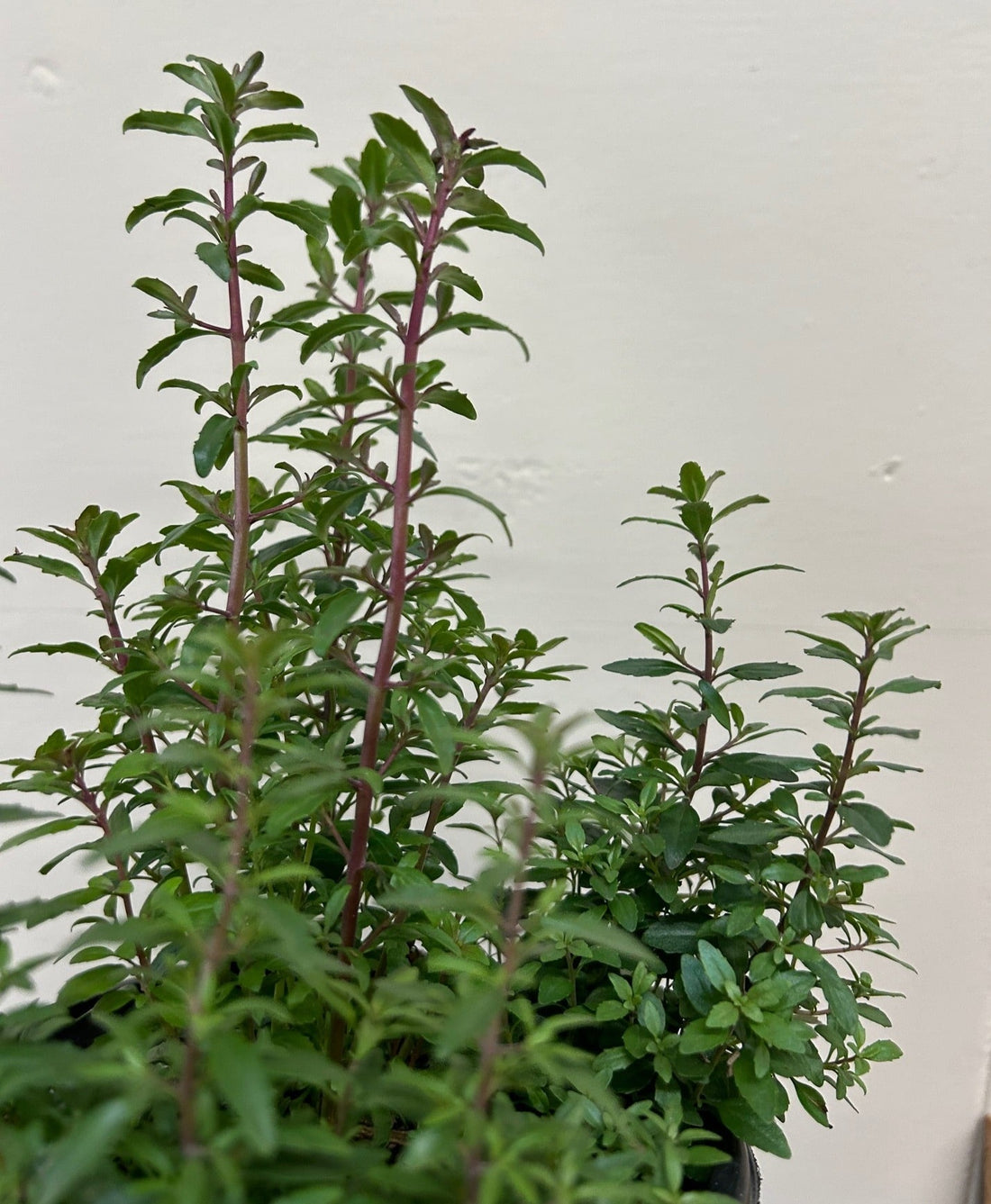 Keckiella antirrhinoides, Yellow Bush penstemon foliage