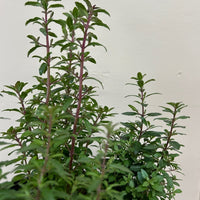 Keckiella antirrhinoides, Yellow Bush penstemon foliage