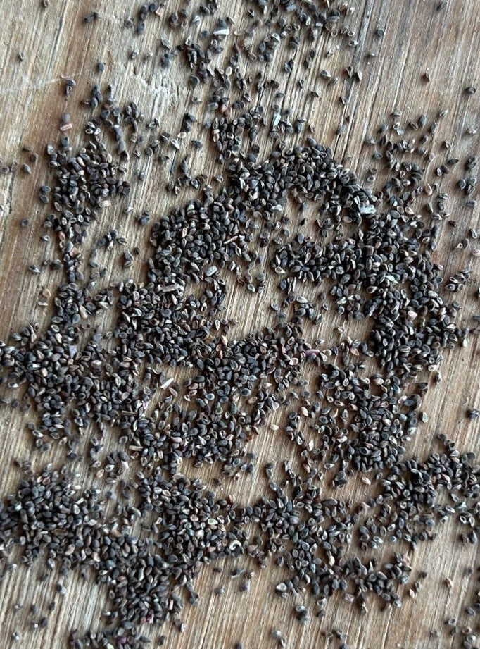 Clarkia bottae, Punchbowl Godetia Seeds