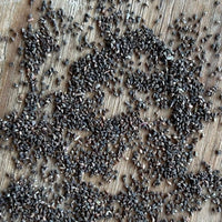 Clarkia bottae, Punchbowl Godetia Seeds