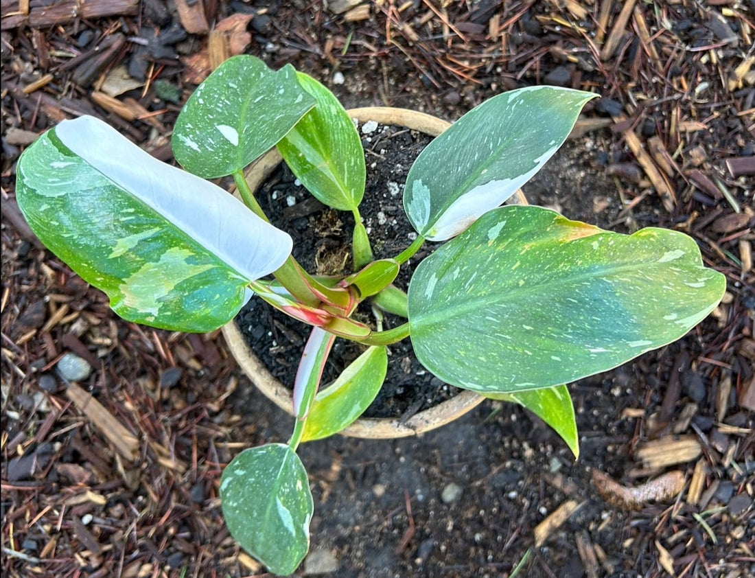 Philodendron 'White Princess'